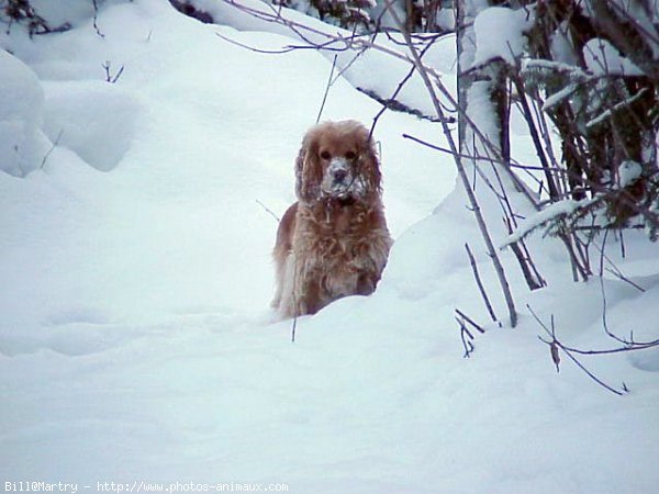 Photo de Cocker anglais