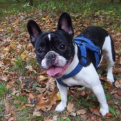 Photo de Bouledogue franais