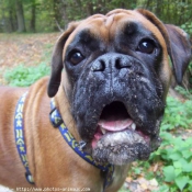 Photo de Boxer