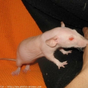 Photo de Rat