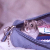 Photo de Hamster