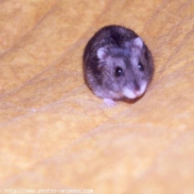 Photo de Hamster