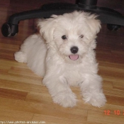 Photo de Bichon maltais