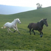 Photo de Races diffrentes