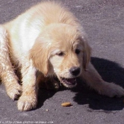 Photo de Golden retriever