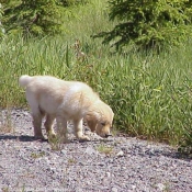 Photo de Golden retriever