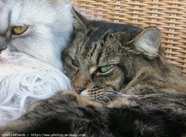 Photo de Chat domestique