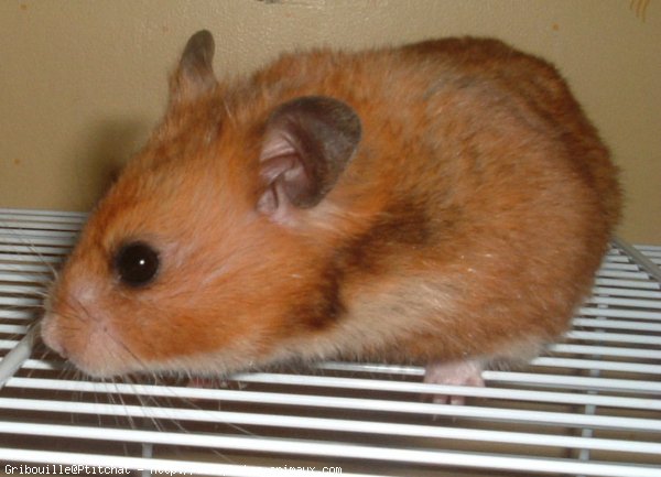 Photo de Hamster