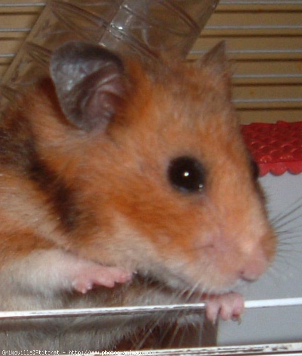 Photo de Hamster