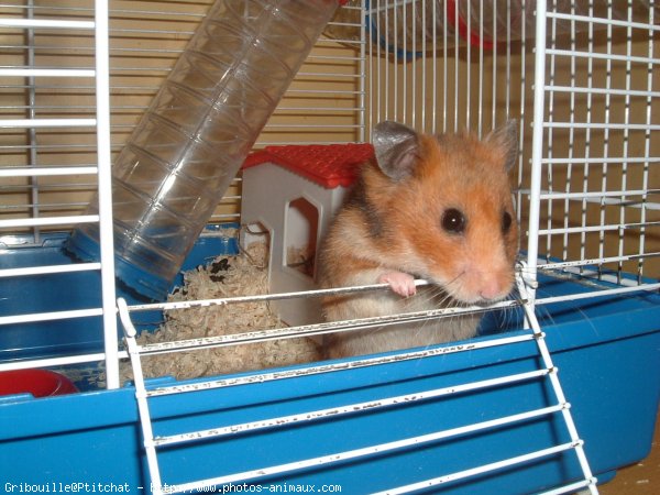 Photo de Hamster