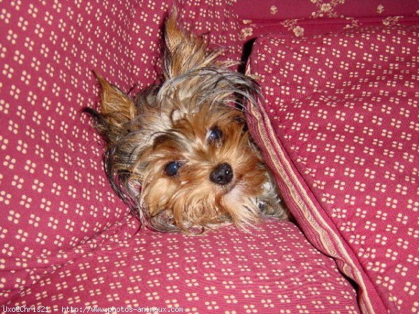 Photo de Yorkshire terrier