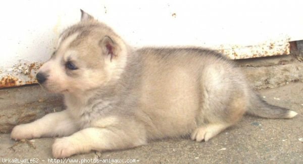 Photo de Husky siberien