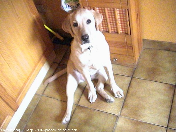 Photo de Labrador retriever