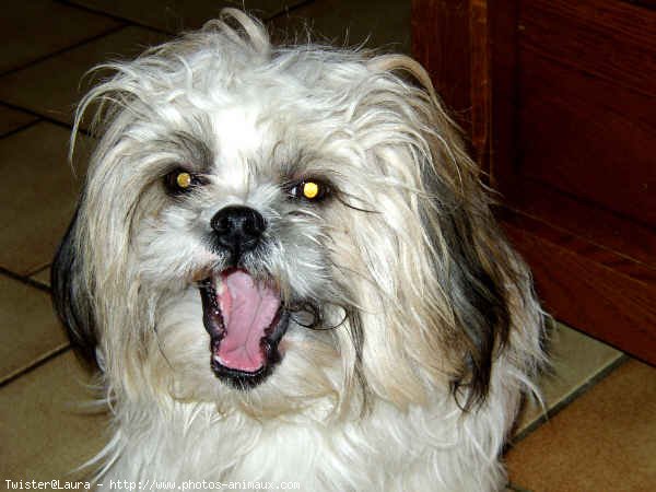 Photo de Shih tzu