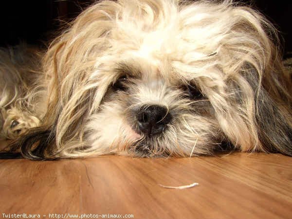 Photo de Shih tzu