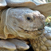 Photo de Tortue