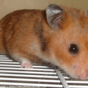 Photo de Hamster