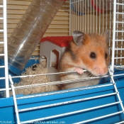 Photo de Hamster