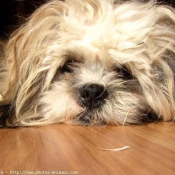 Photo de Shih tzu