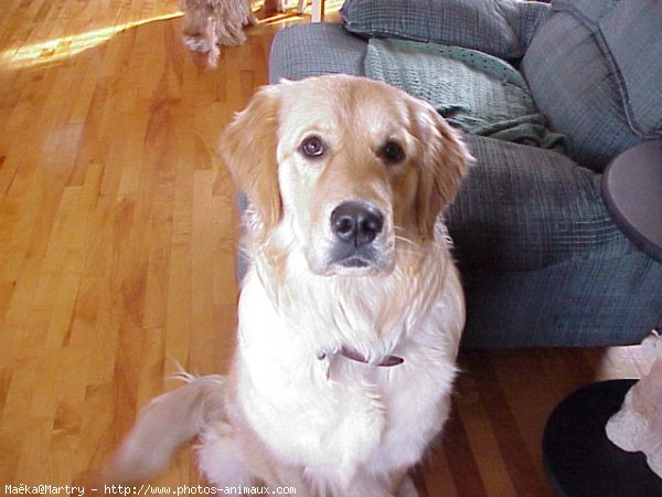 Photo de Golden retriever