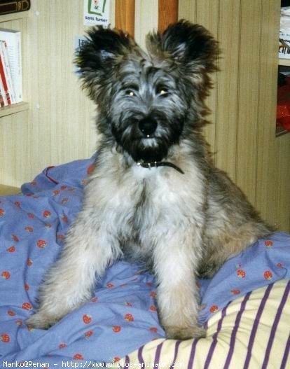 Photo de Chien de berger des pyrenes  poil long