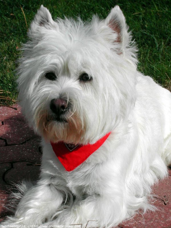 Photo de West highland white terrier