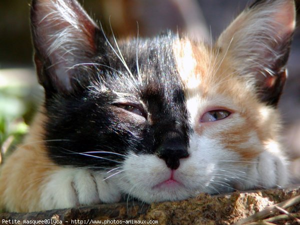 Photo de Chat domestique