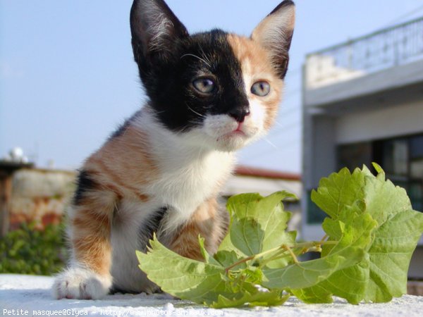 Photo de Chat domestique