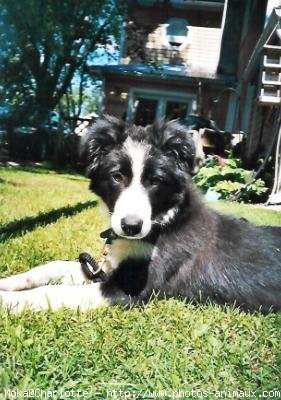 Photo de Border collie