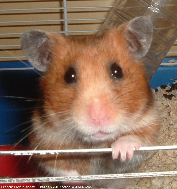 Photo de Hamster