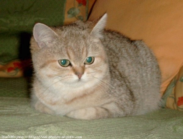 Photo de British shorthair