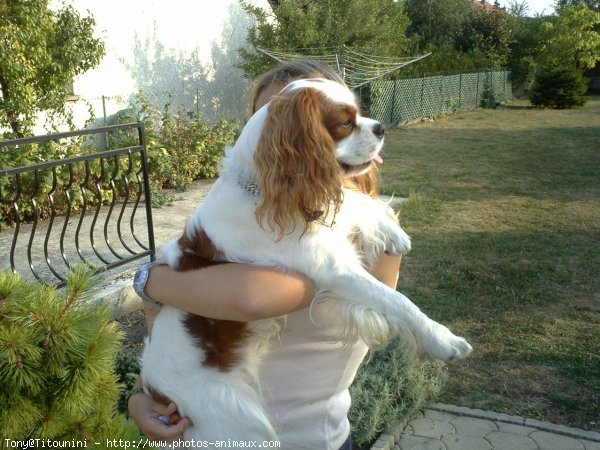 Photo de Cavalier king charles spaniel