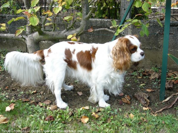 Photo de Cavalier king charles spaniel