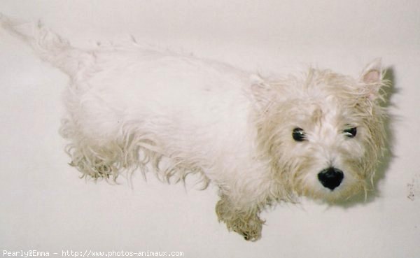 Photo de West highland white terrier