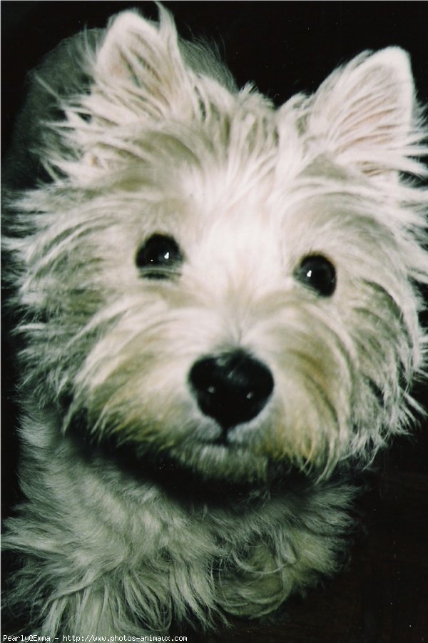 Photo de West highland white terrier