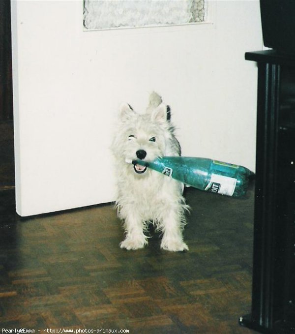 Photo de West highland white terrier