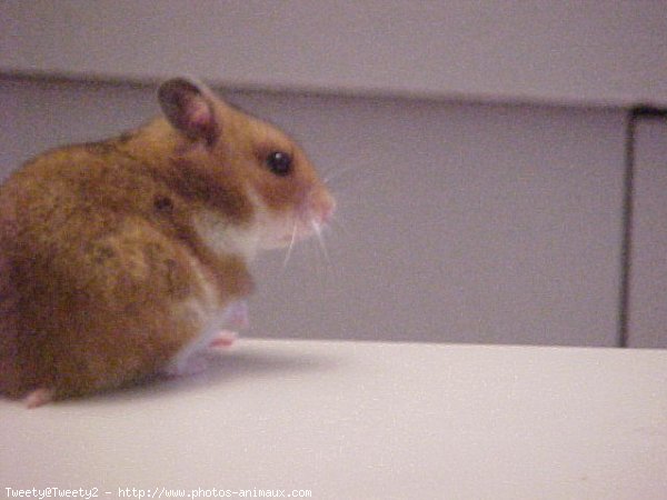 Photo de Hamster