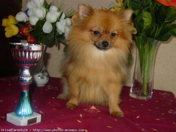 Photo de Spitz moyen