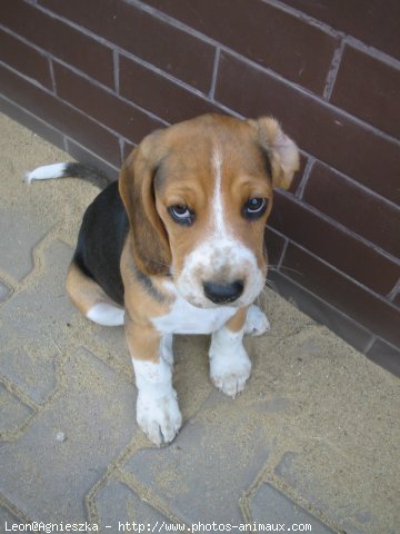 Photo de Beagle