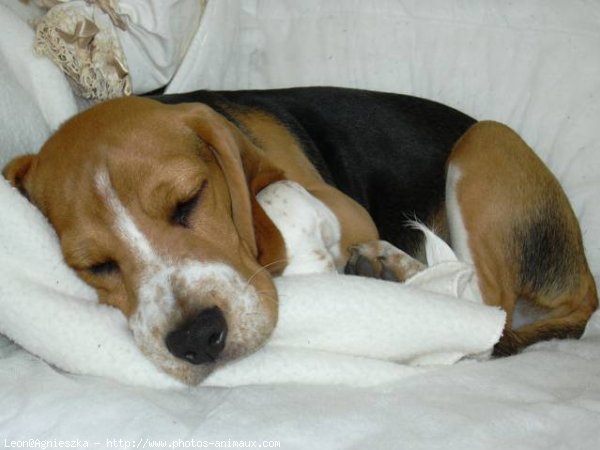 Photo de Beagle