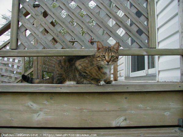 Photo de Chat domestique