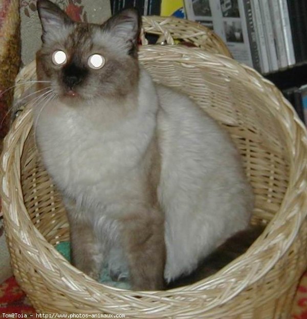 Photo de Sacr de birmanie