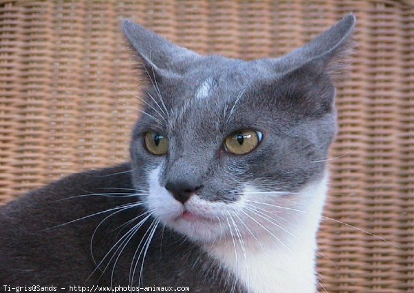 Photo de Chat domestique