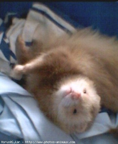 Photo de Furet