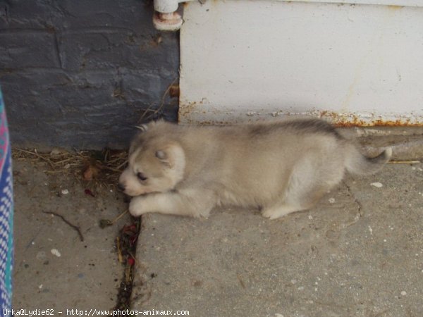 Photo de Husky siberien