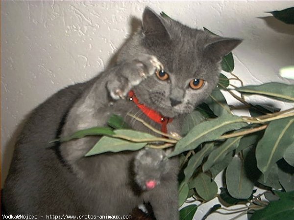 Photo de Chartreux