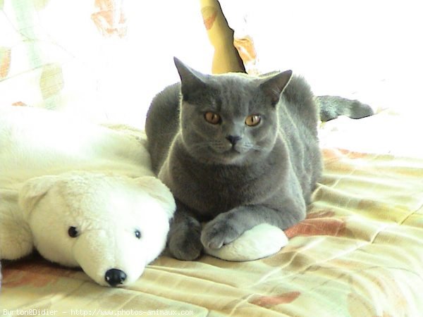 Photo de Chartreux