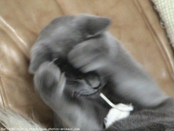 Photo de Chartreux