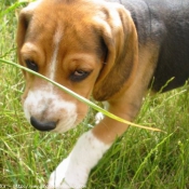 Photo de Beagle