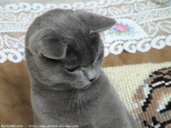 Photo de Chartreux